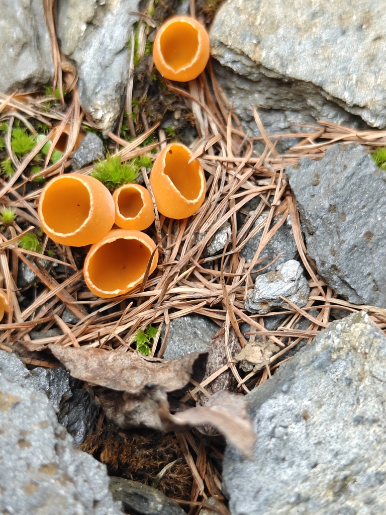 Blistered Cup Fungus