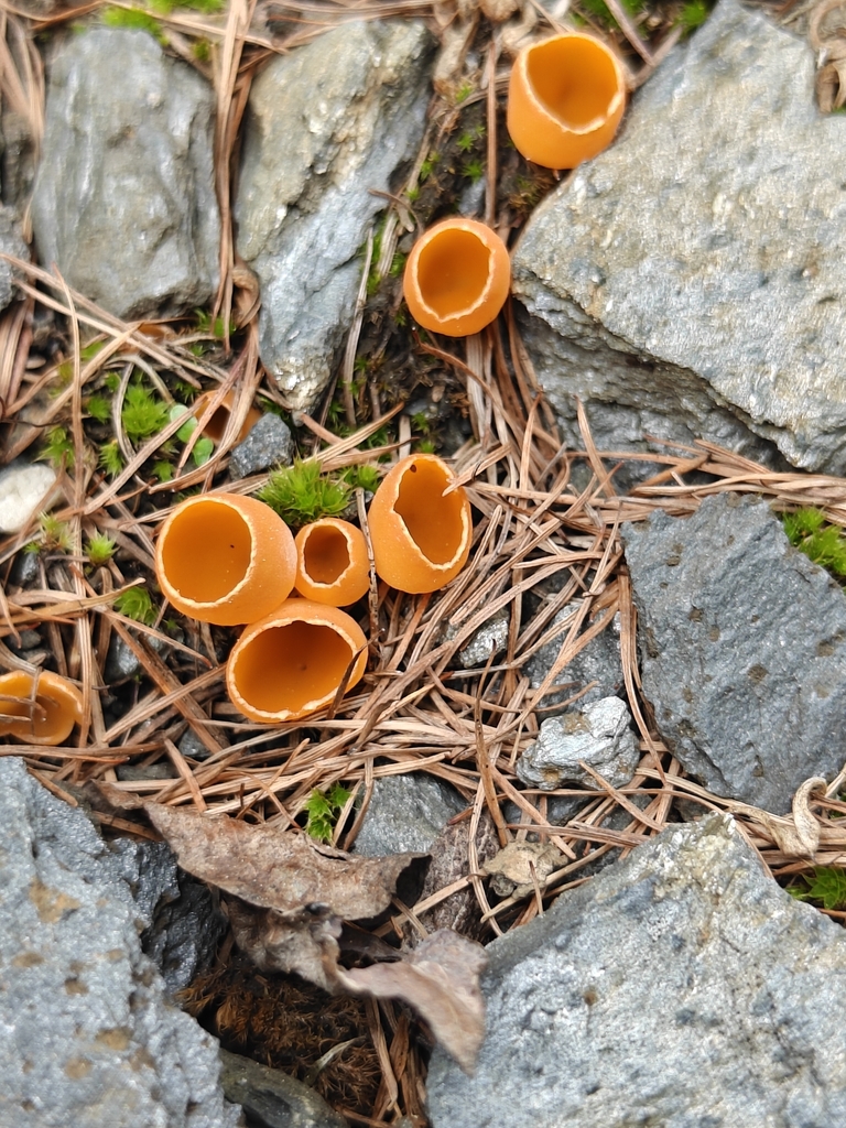 Blistered Cup Fungus