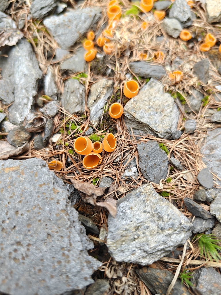 Blistered Cup Fungus