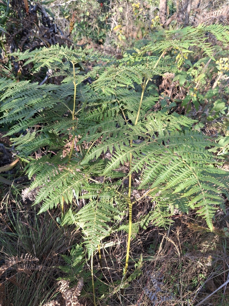 Bracken