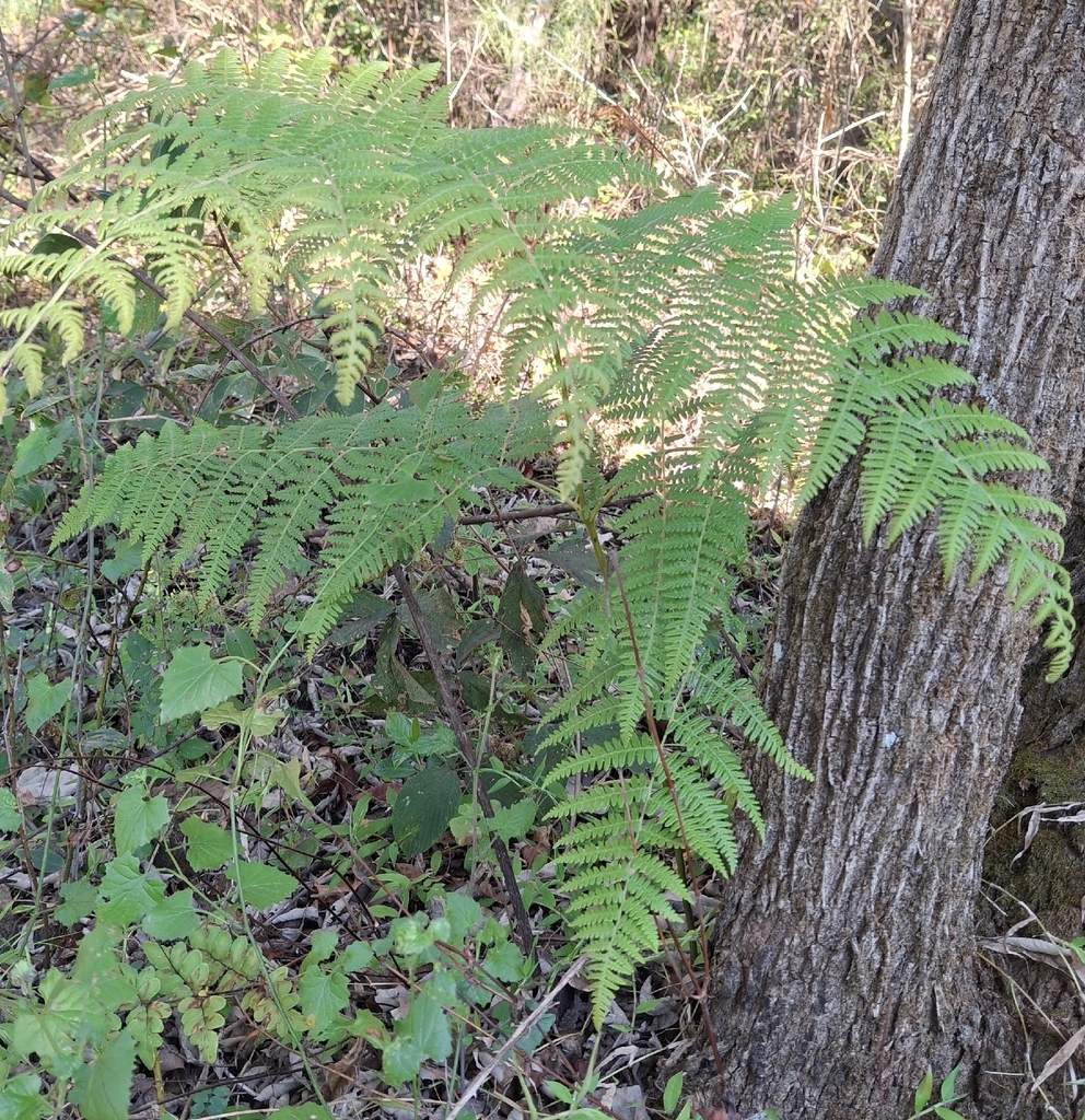 Bracken