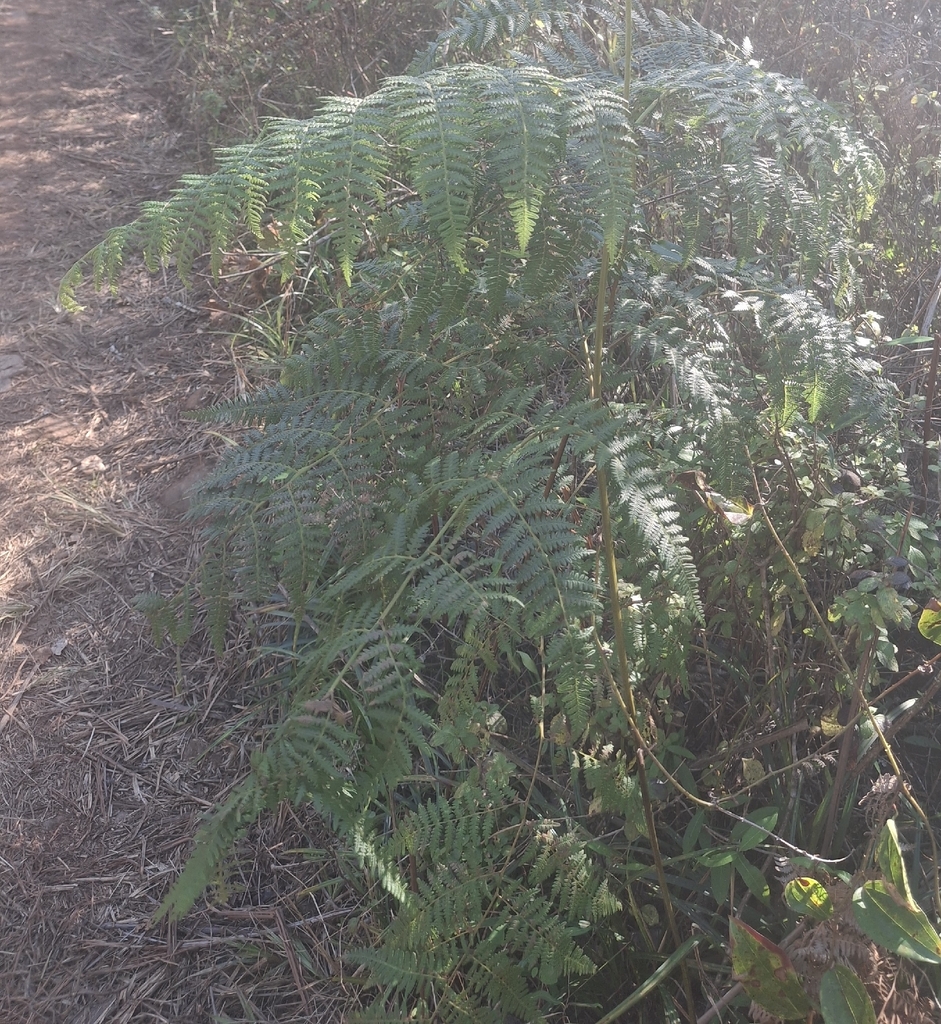 Bracken