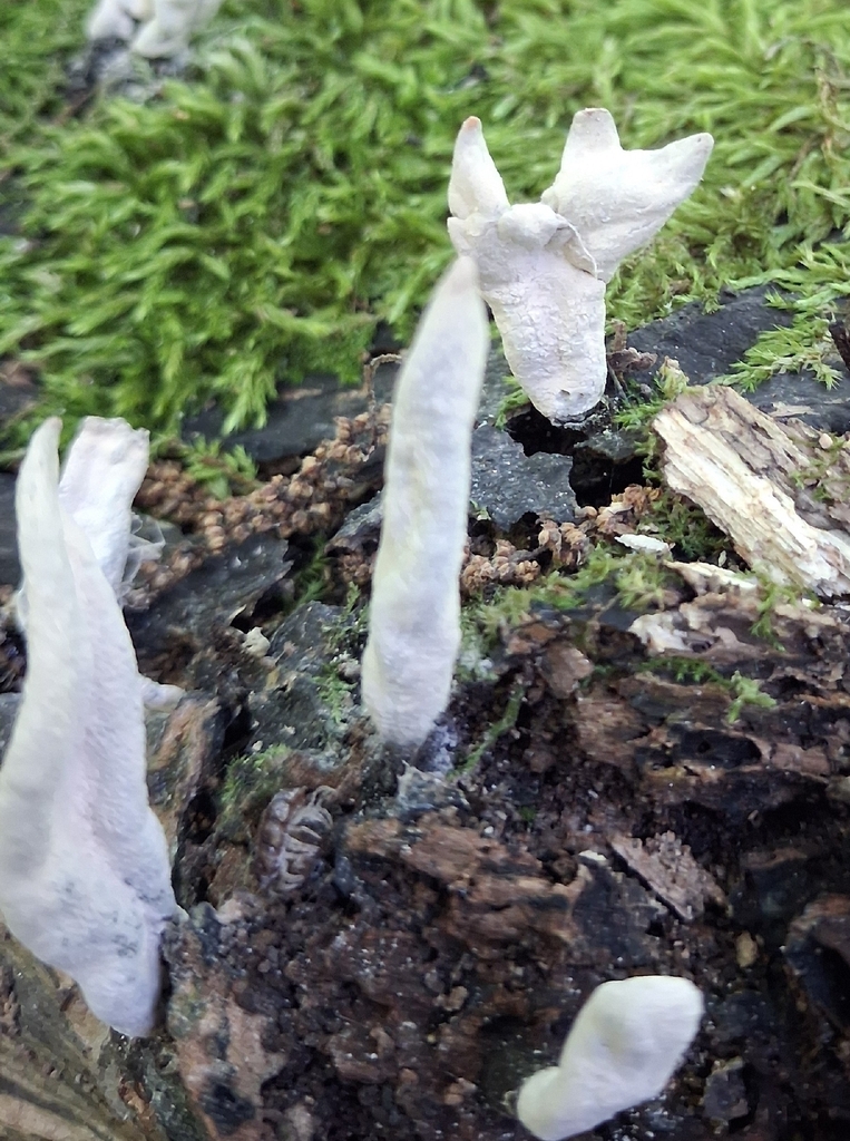 Candlestick Fungus