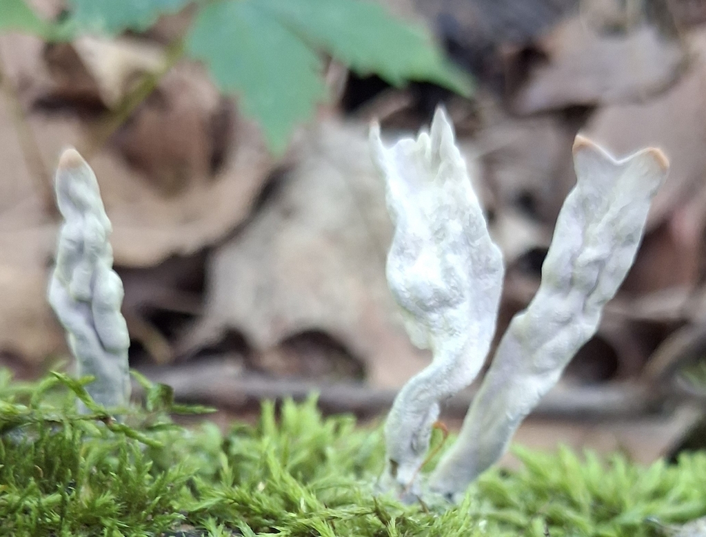 Candlestick Fungus