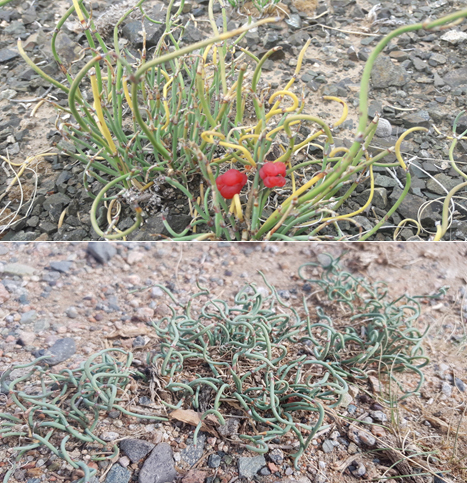 Chinese Ephedra