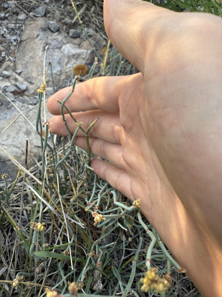 Chinese Ephedra