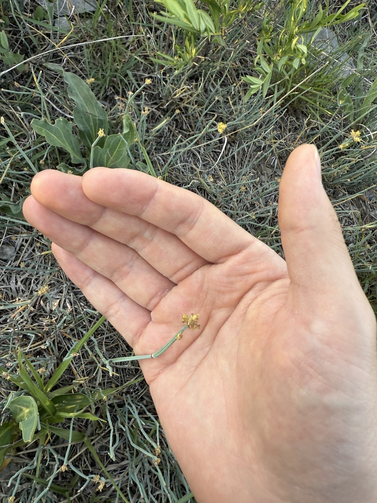 Chinese Ephedra