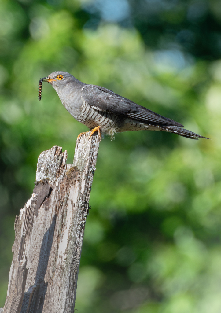 Common Cuckoo