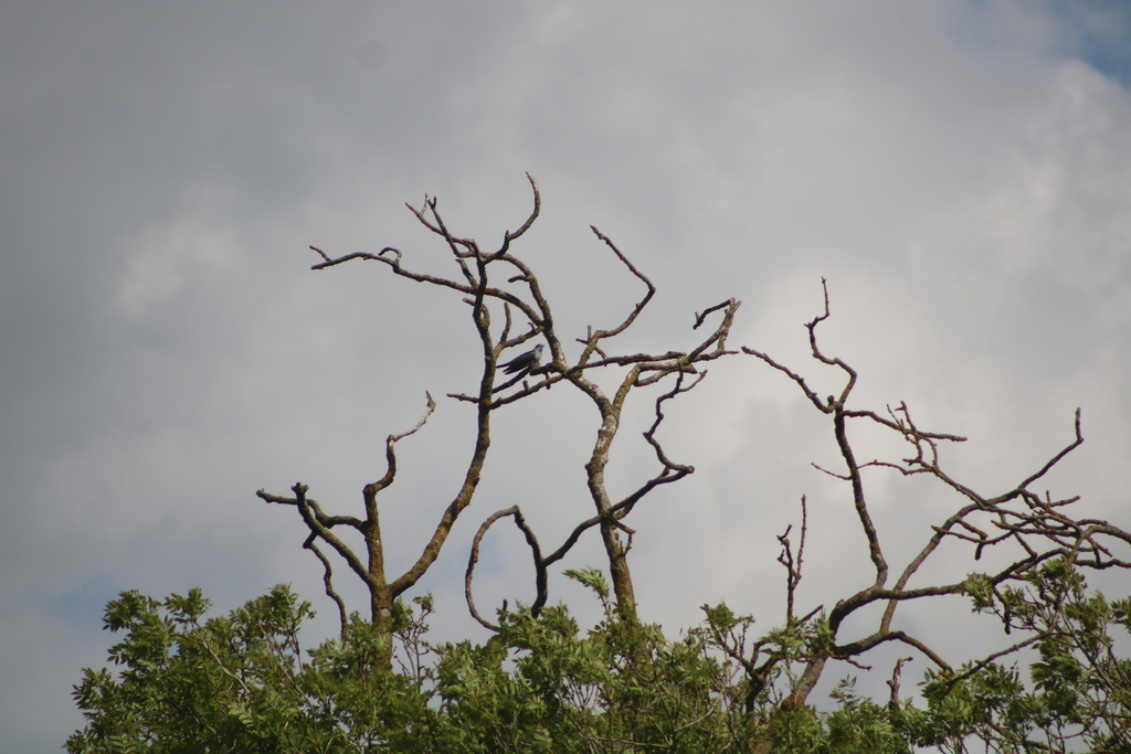 Common Cuckoo