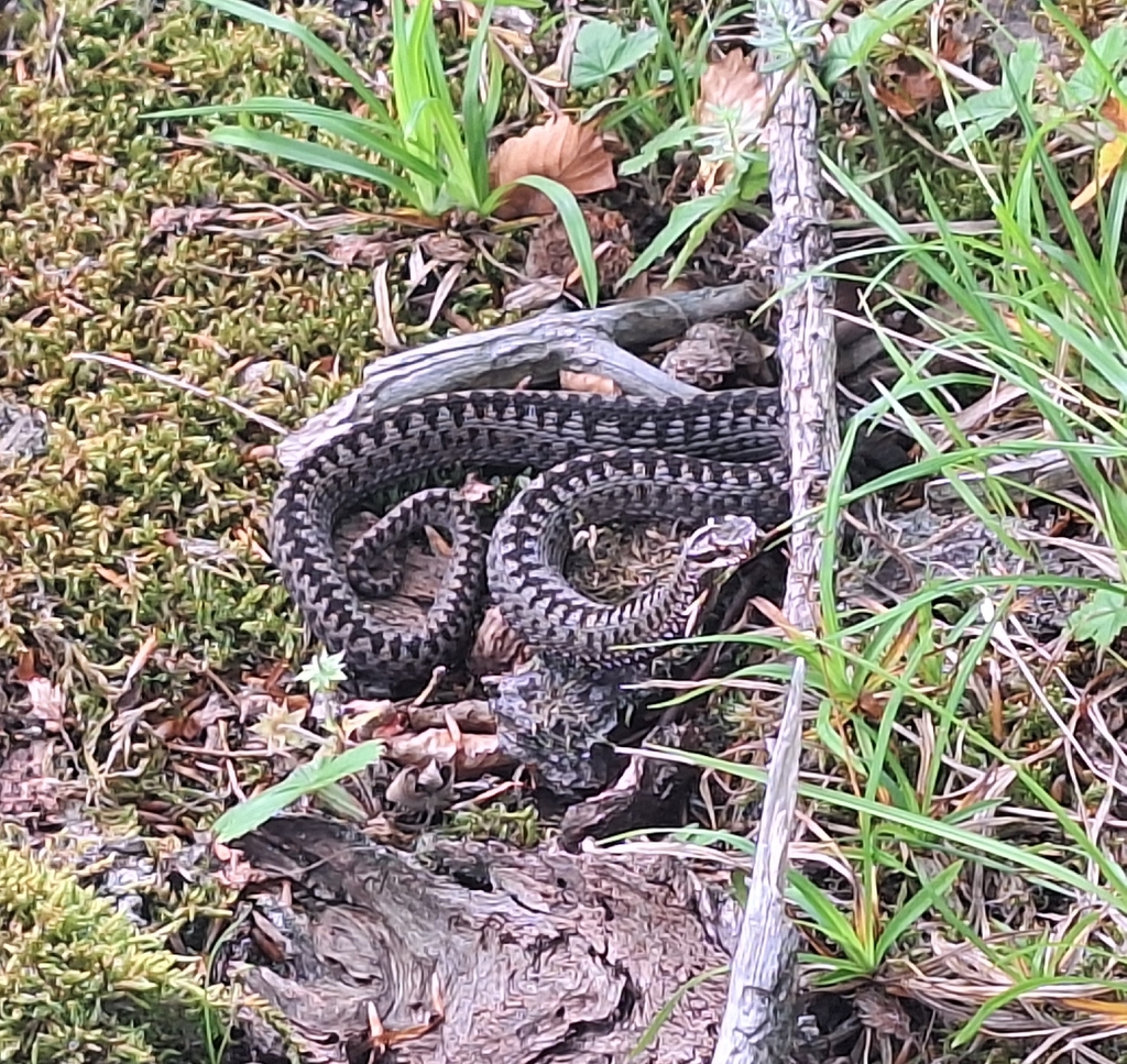 Common European Adder