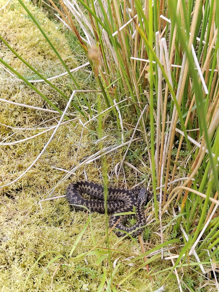 Common European Adder
