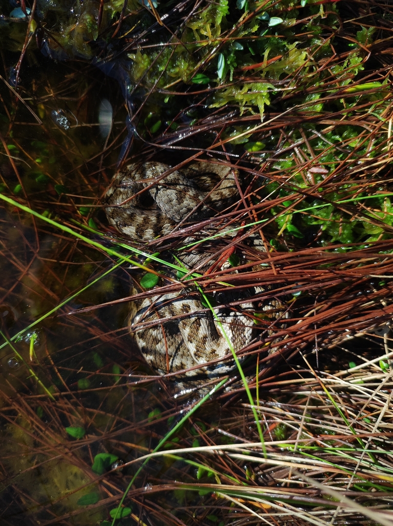 Common European Adder