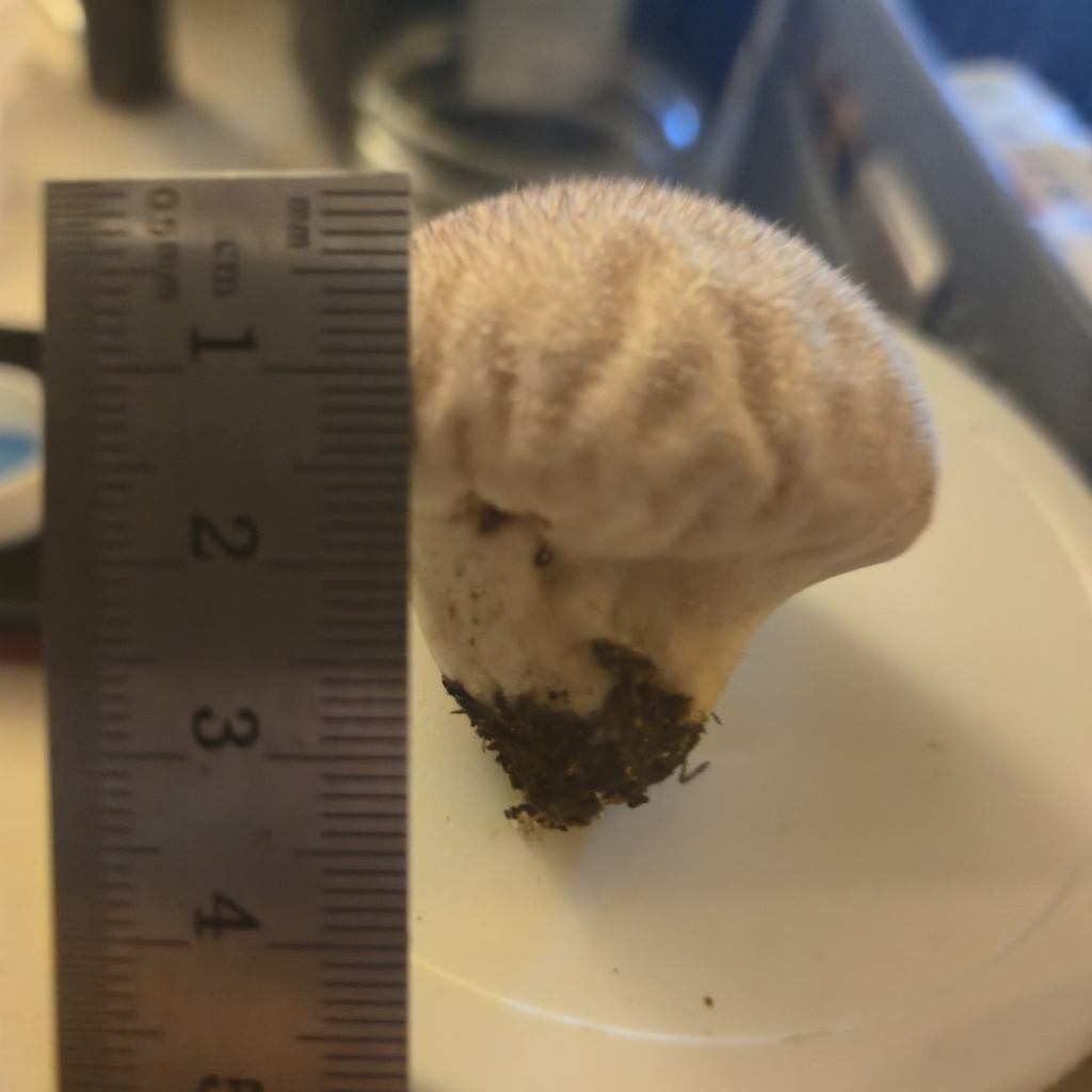 Common Puffball