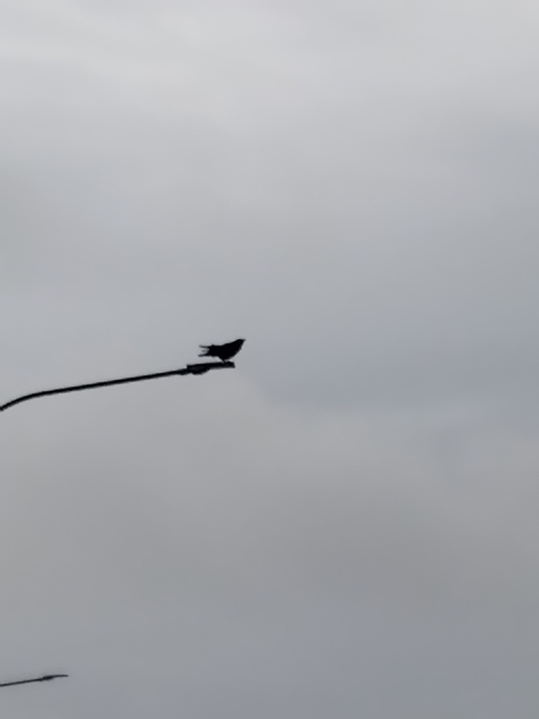 Common Raven