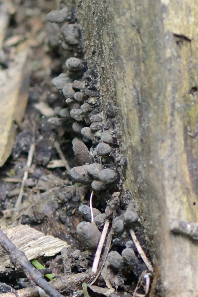 Dead Man's Fingers