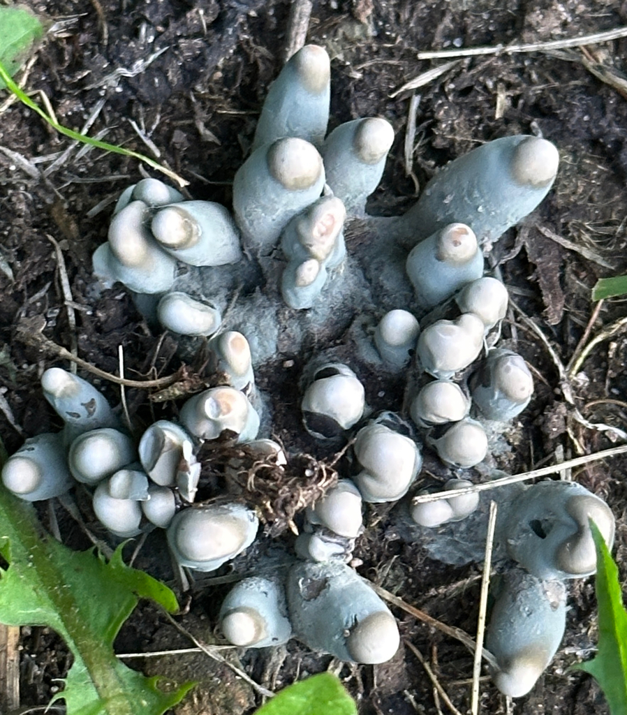 Dead Man's Fingers