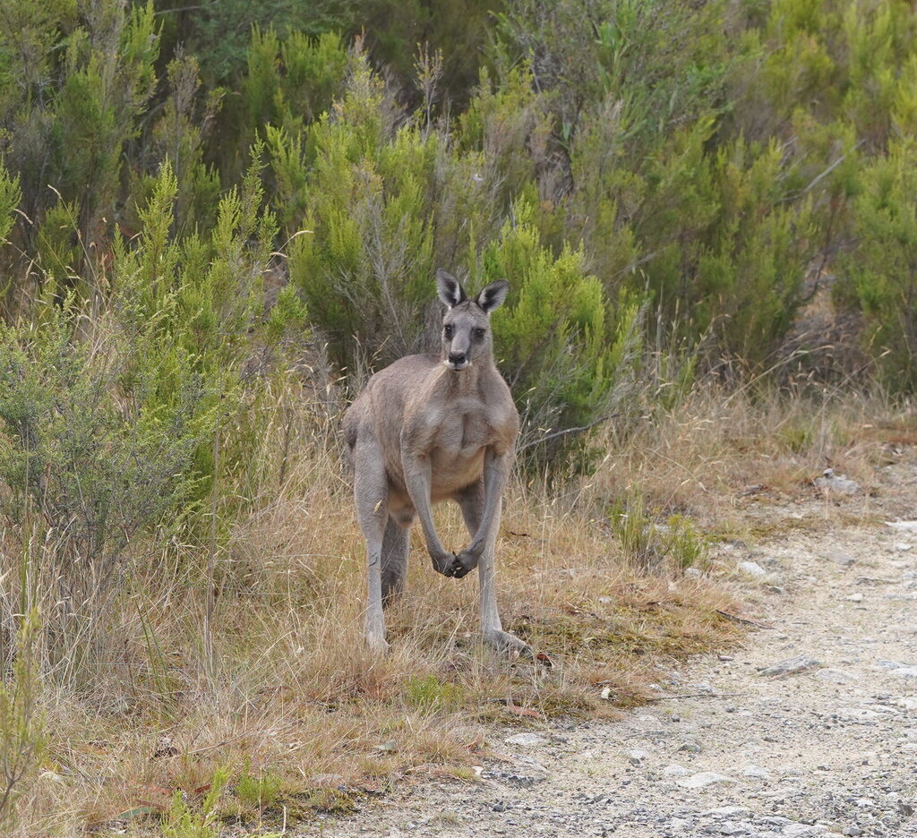 Canguro Gris Oriental
