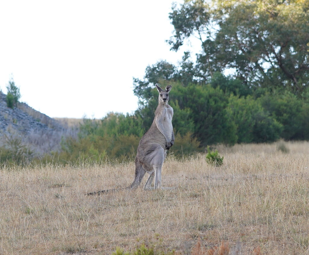 Eastern Grey Kangaroo