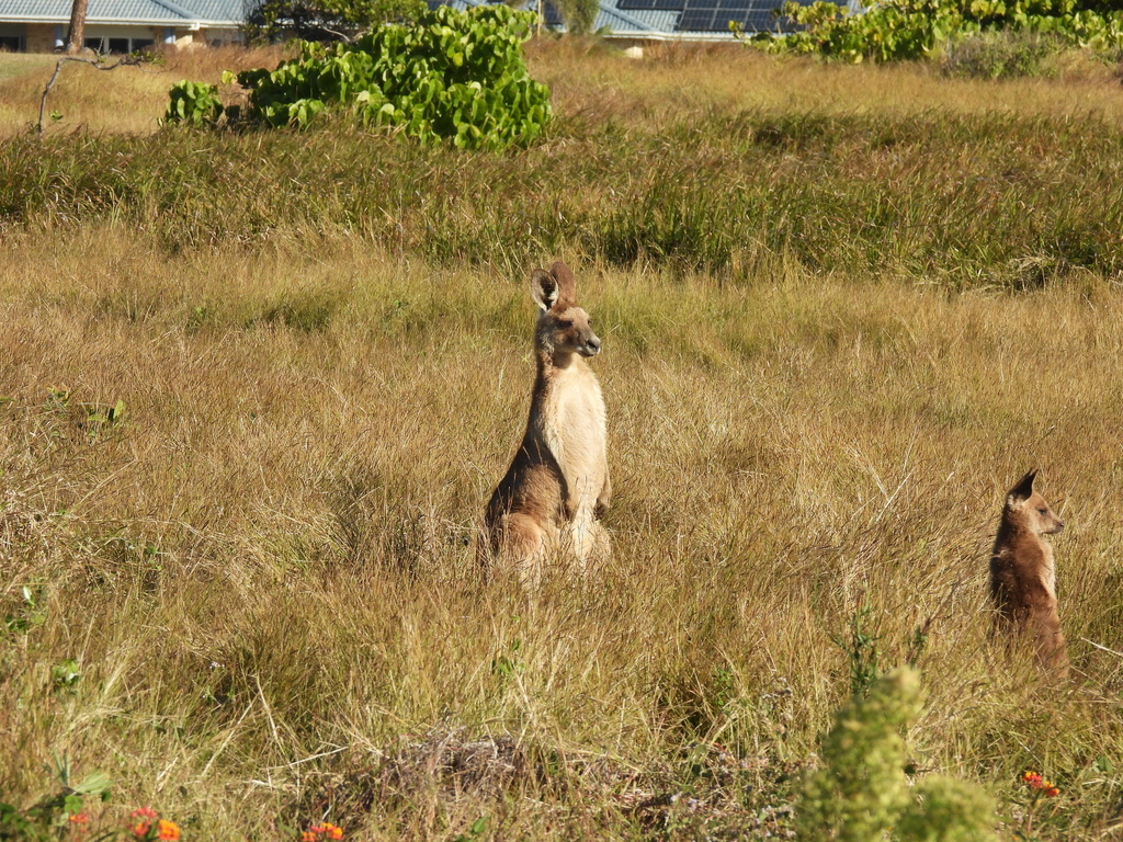 Eastern Grey Kangaroo