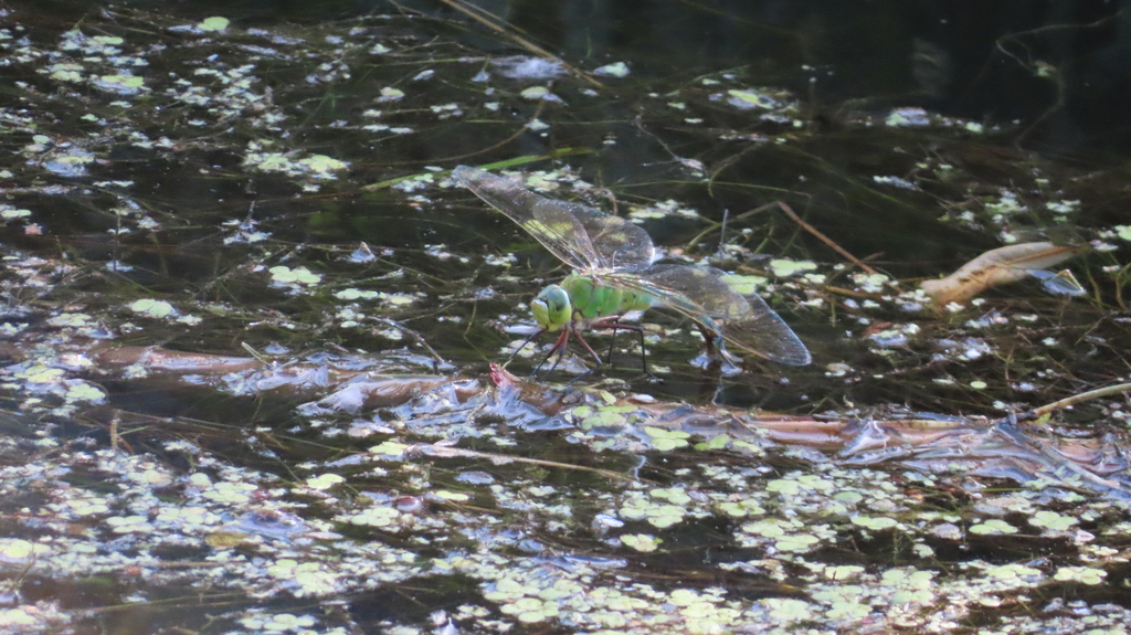 Emperor Dragonfly