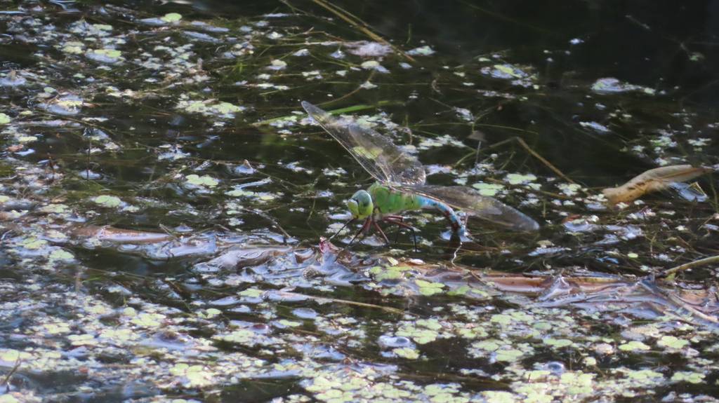 Emperor Dragonfly