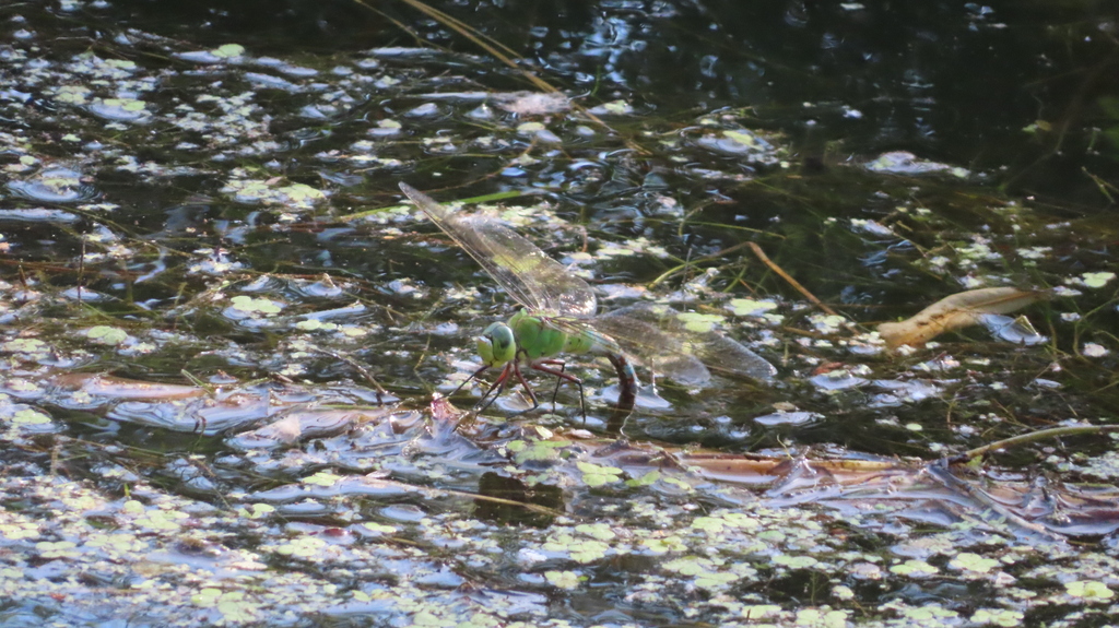 Emperor Dragonfly