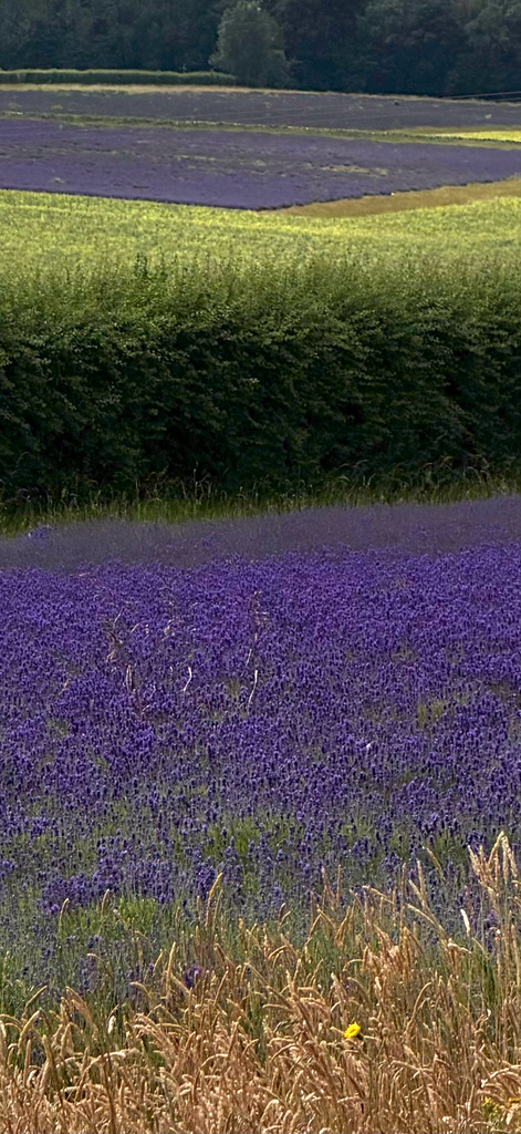 English Lavender