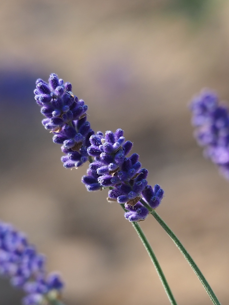English Lavender