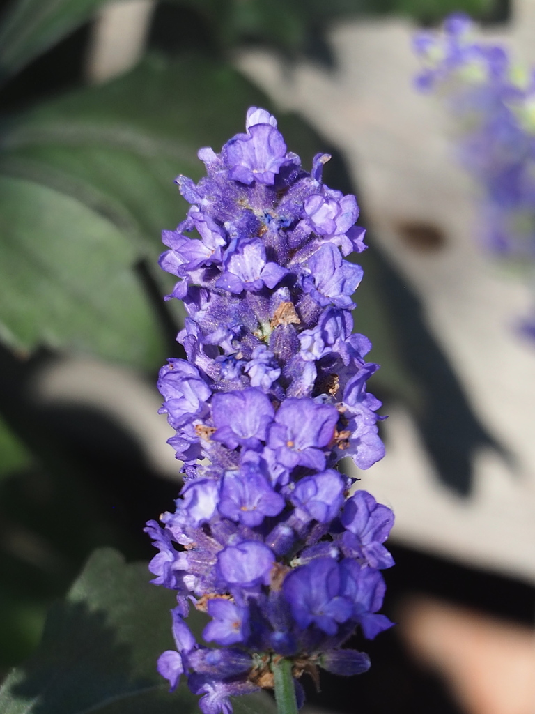 English Lavender