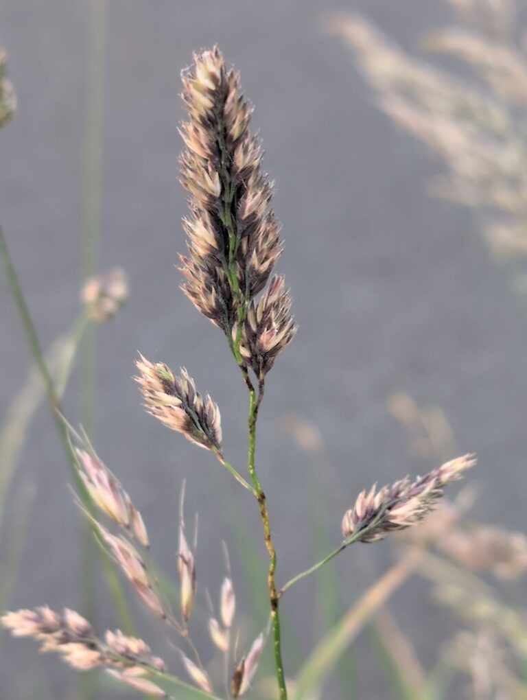 クサヨシ麦角病菌