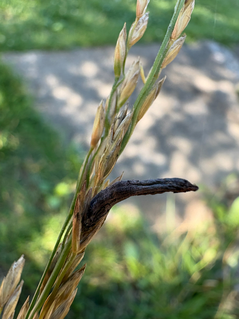 Ergot