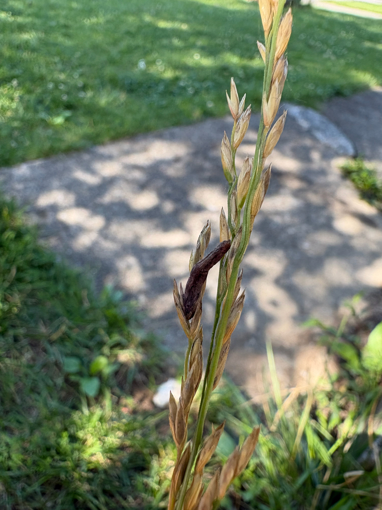 Ergot