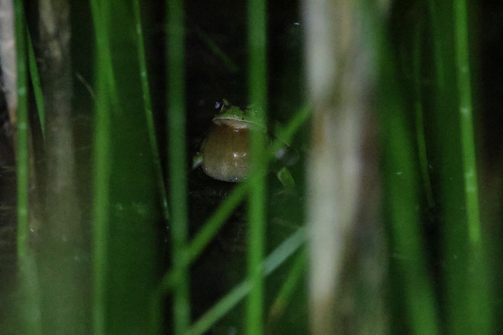 European Tree Frog