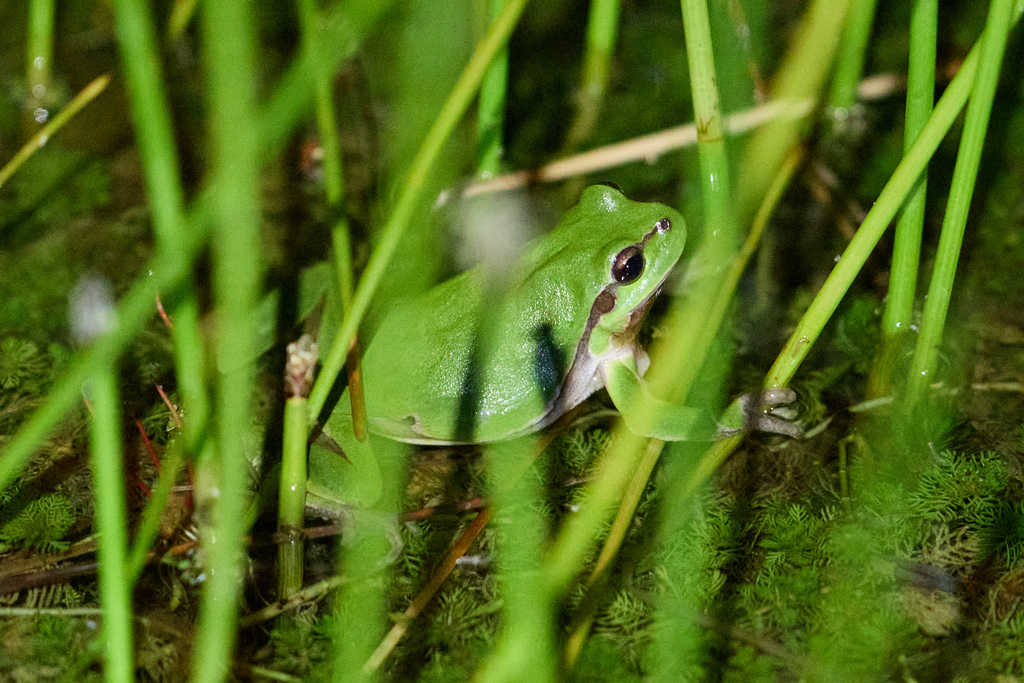 European Tree Frog