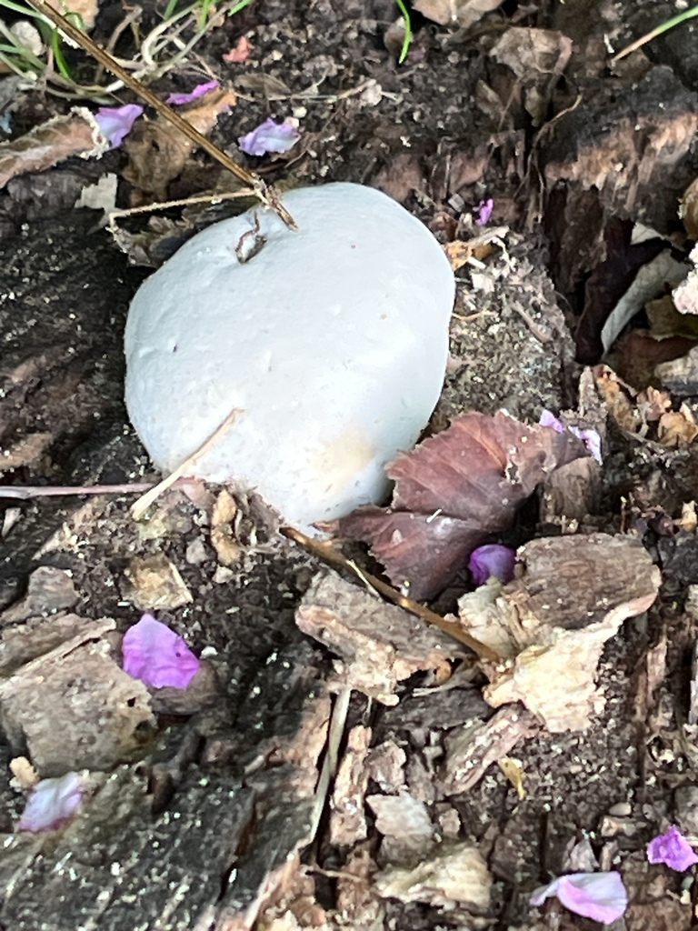 Giant Puffball