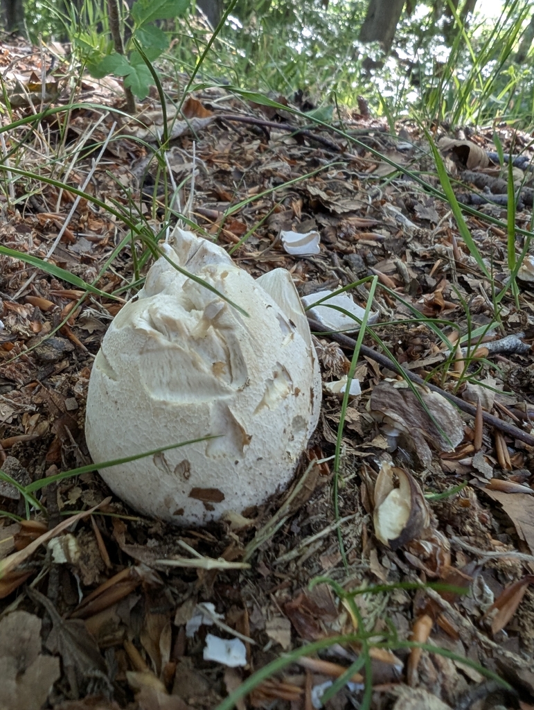 Giant Puffball