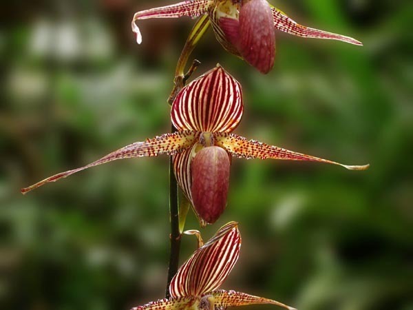 Gold Of Kinabalu Orchid