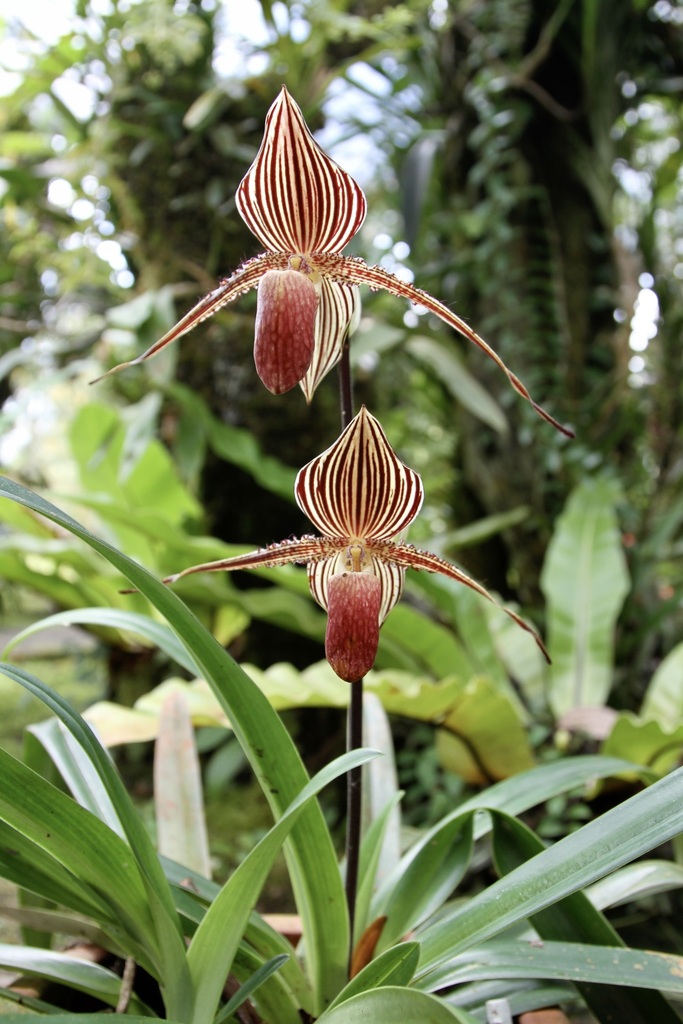 Gold Of Kinabalu Orchid