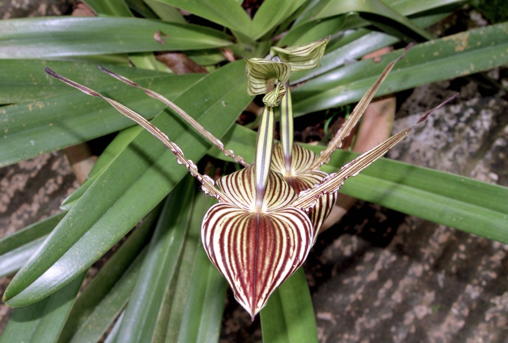 Gold Of Kinabalu Orchid