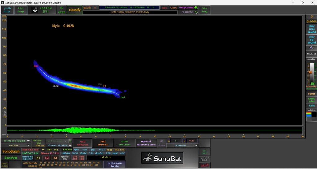 Greater Mouse-eared Bat