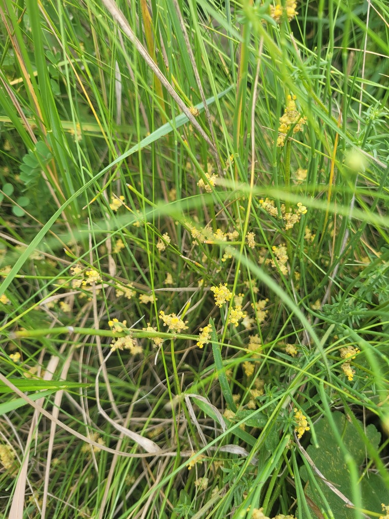 Uva De Mar
