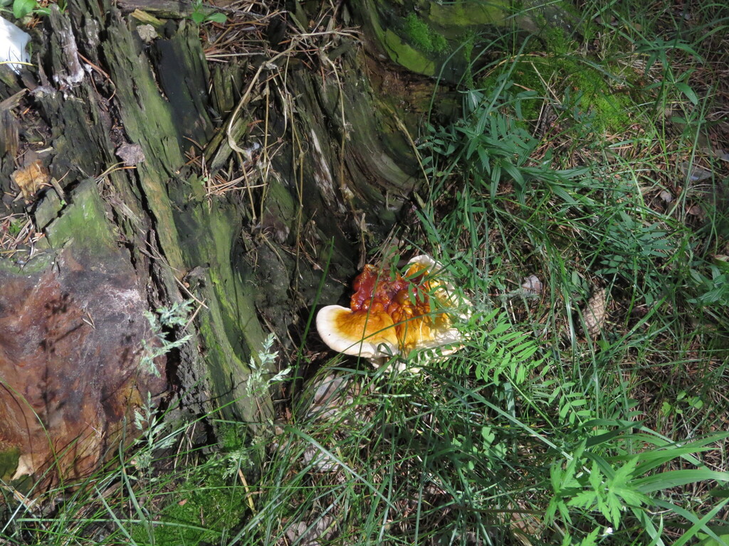 Reishi