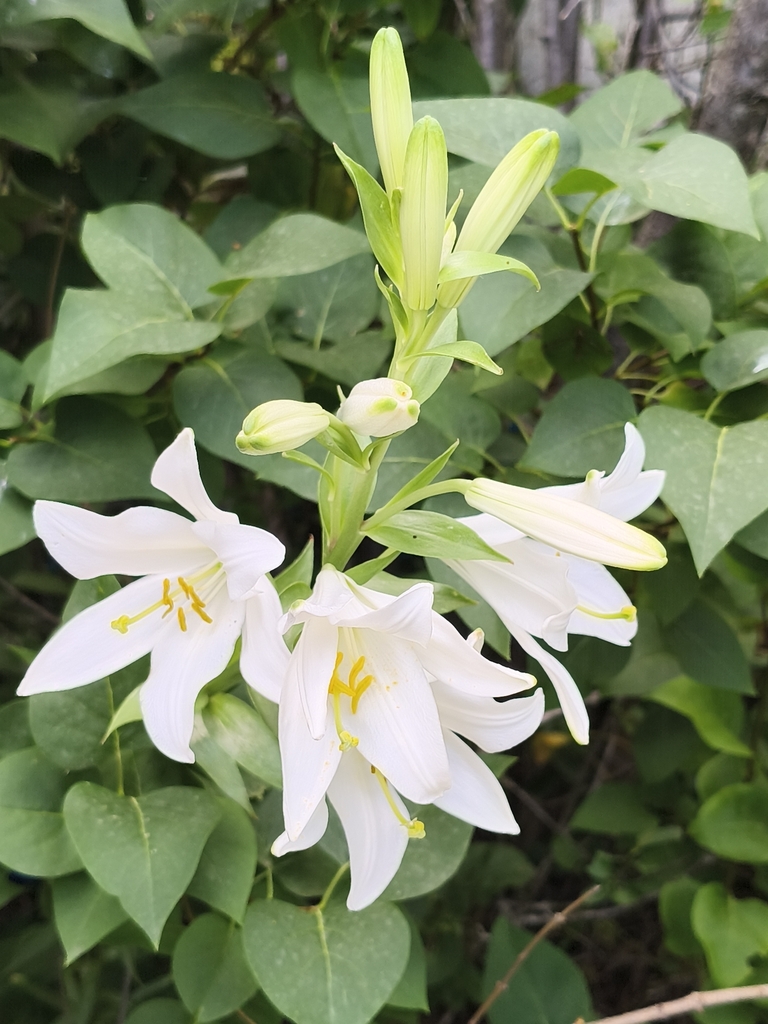 Madonna Lily