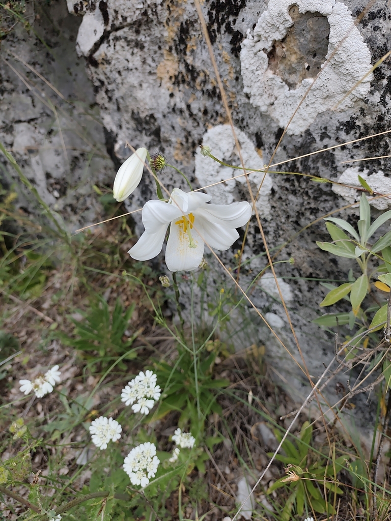 Madonna Lily