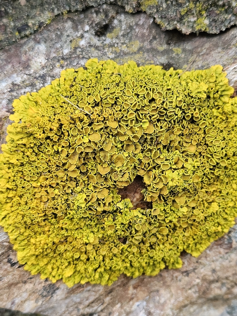 Maritime Sunburst Lichen