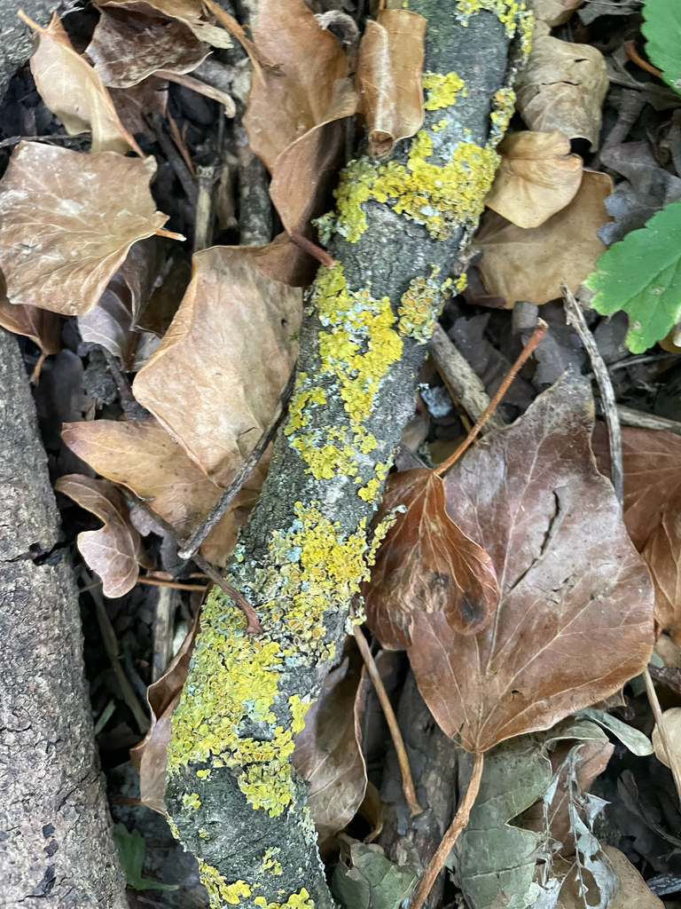 Maritime Sunburst Lichen