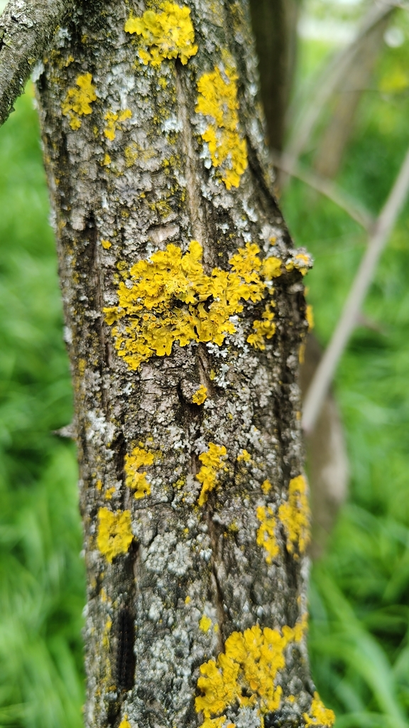 Maritime Sunburst Lichen
