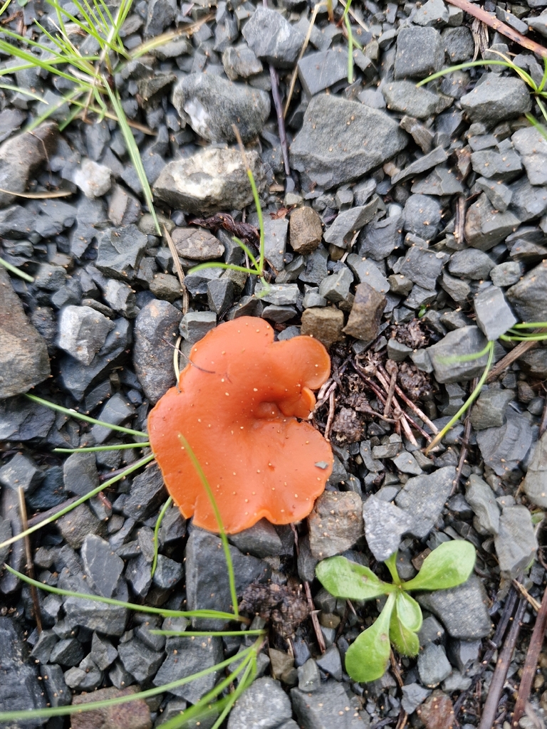 Cáscara De Naranja