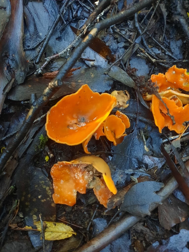 Orange Peel Fungus