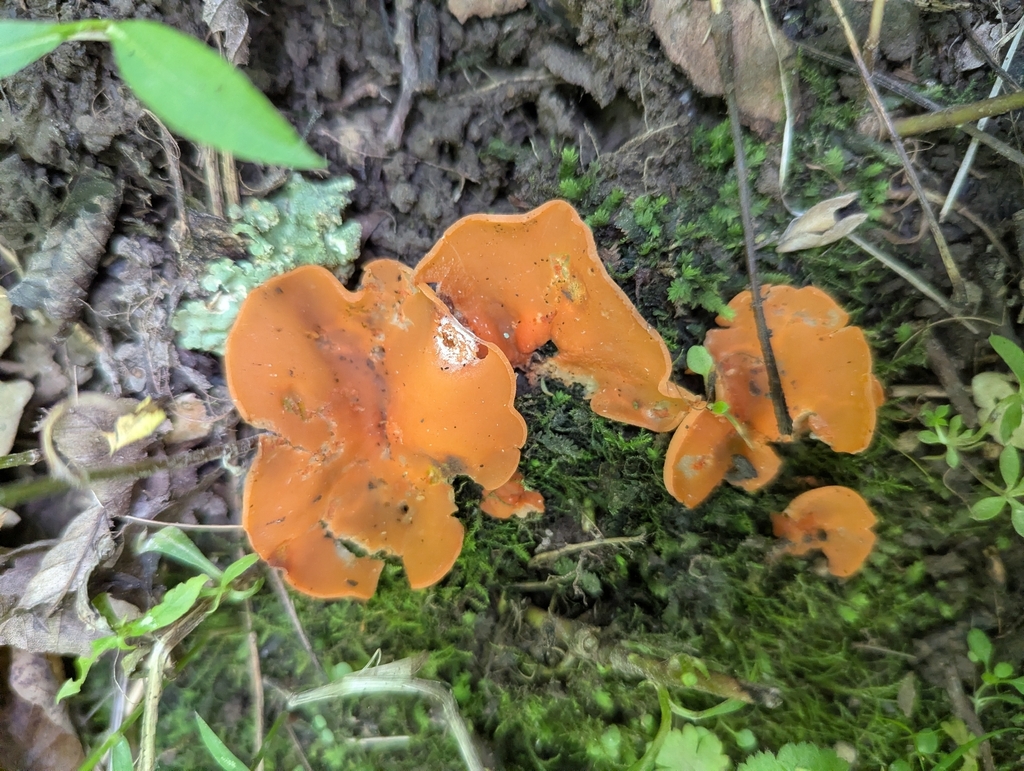 Orange Peel Fungus